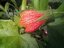 Abutilon Striatum